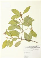 藏品(小泉氏灰木)的圖片